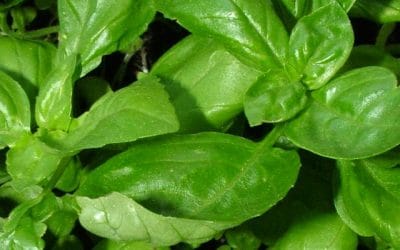 Produce For August 4 And 8, 2020