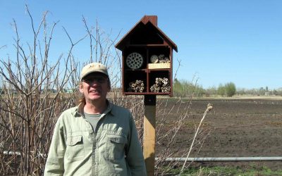 Nesting Boxes For Native Bees In Edmonton