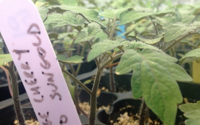 Annual Plant Sale !!!!