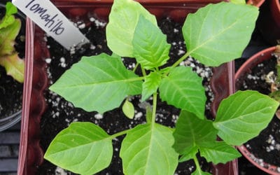 TOMATILLOS