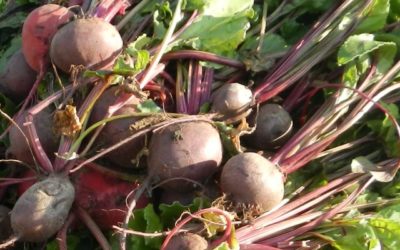 Produce for September 25 and 29, 2018