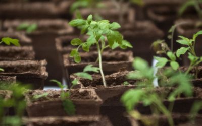 Annual Plant Sale 2017!!