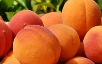 Produce for August 1 and 5, 2017