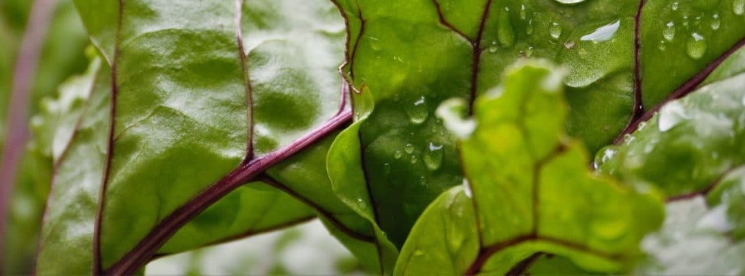 Produce for July 11 and 15, 2017