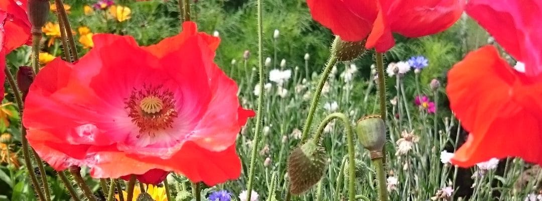 Produce for July 25 and 29, 2017