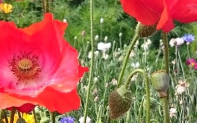 Produce for July 25 and 29, 2017