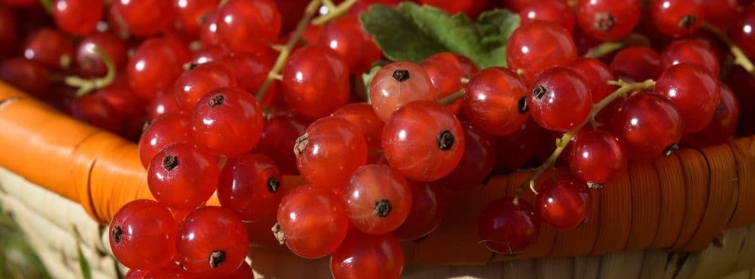 Produce For July 18 and 22, 2017