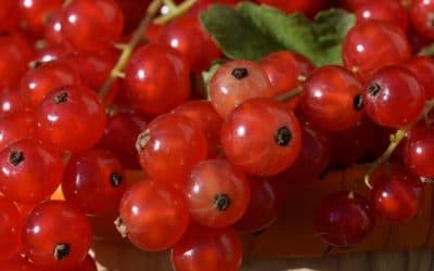 Produce for July 24 and 28, 2018