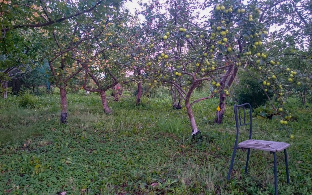 Guided Orchard Tour #1 2018