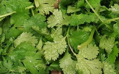 Produce For July 16 and 20, 2019