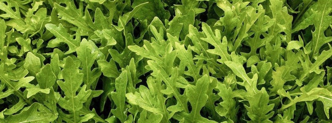 Produce For July 4 and 7, 2020