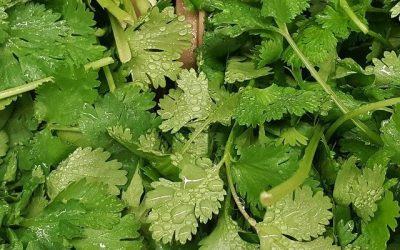 Produce For July 28 And August 1, 2020